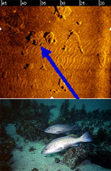 Side scan sonar image of sea floor and photo of sea bottom at point indicated by arrow.