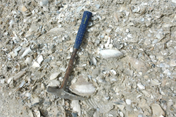 Mollusk fossils in shell pit